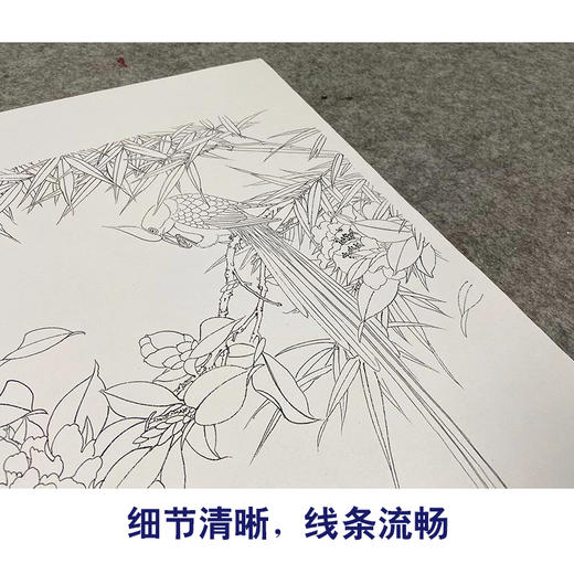 【无步骤】李长白竖幅工笔花鸟画白描底稿《山茶寿带》LB16 商品图4