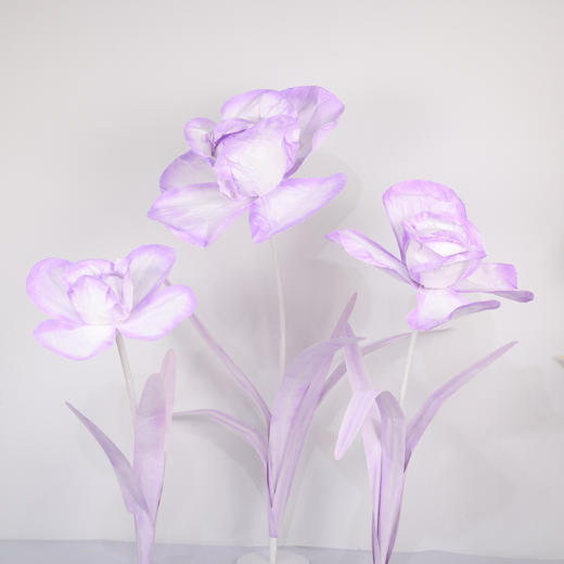 鸢尾花（运费自理） 商品图5