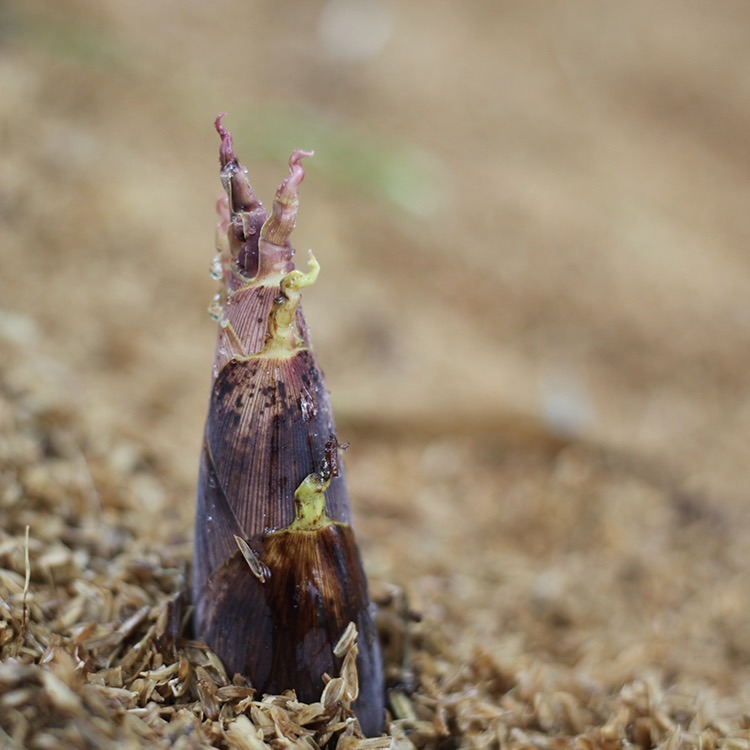 【可搭配咸肉购买】【顺丰京东包邮】【2026尝鲜新笋京东包邮】临安天目山春笋，春季新笋基地直邮