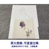 【无步骤】李长白工笔花鸟画白描底稿《芍药》斗方小品册页-LB17 商品缩略图1