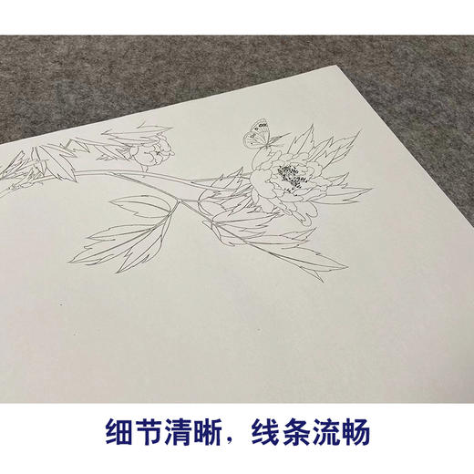 【无步骤】李长白工笔花鸟画白描底稿《碟恋花 》斗方小品册页-LB05 商品图4