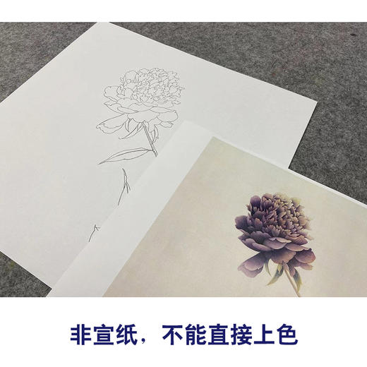 【无步骤】李长白工笔花鸟画白描底稿《芍药》斗方小品册页-LB17 商品图2
