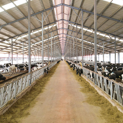 【满两件减5元 | 摩菲水牛纯牛奶】每盒含7.6g原生蛋白质 奶质丝滑浓郁 口感细腻香醇 商品图7