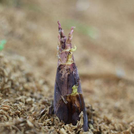 临安天目山 春笋特级4斤装带壳[福利品] 商品图2