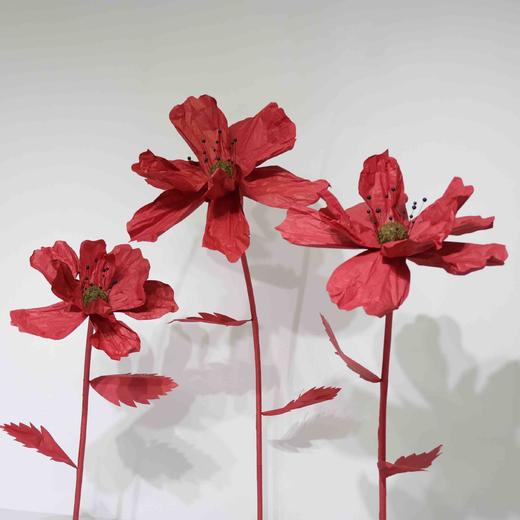 秋英（运费自理） 商品图7