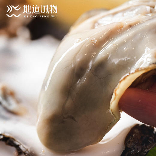 新鲜乳山生蚝 原产地直采 精选6两蚝王 丰腴肥美 入口嫩滑淡淡乳香 商品图8
