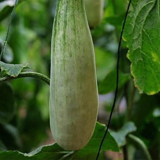 头茬山东羊角蜜甜瓜 自然清爽 现摘现发 商品图3