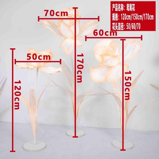 鸢尾花（运费自理） 商品图0