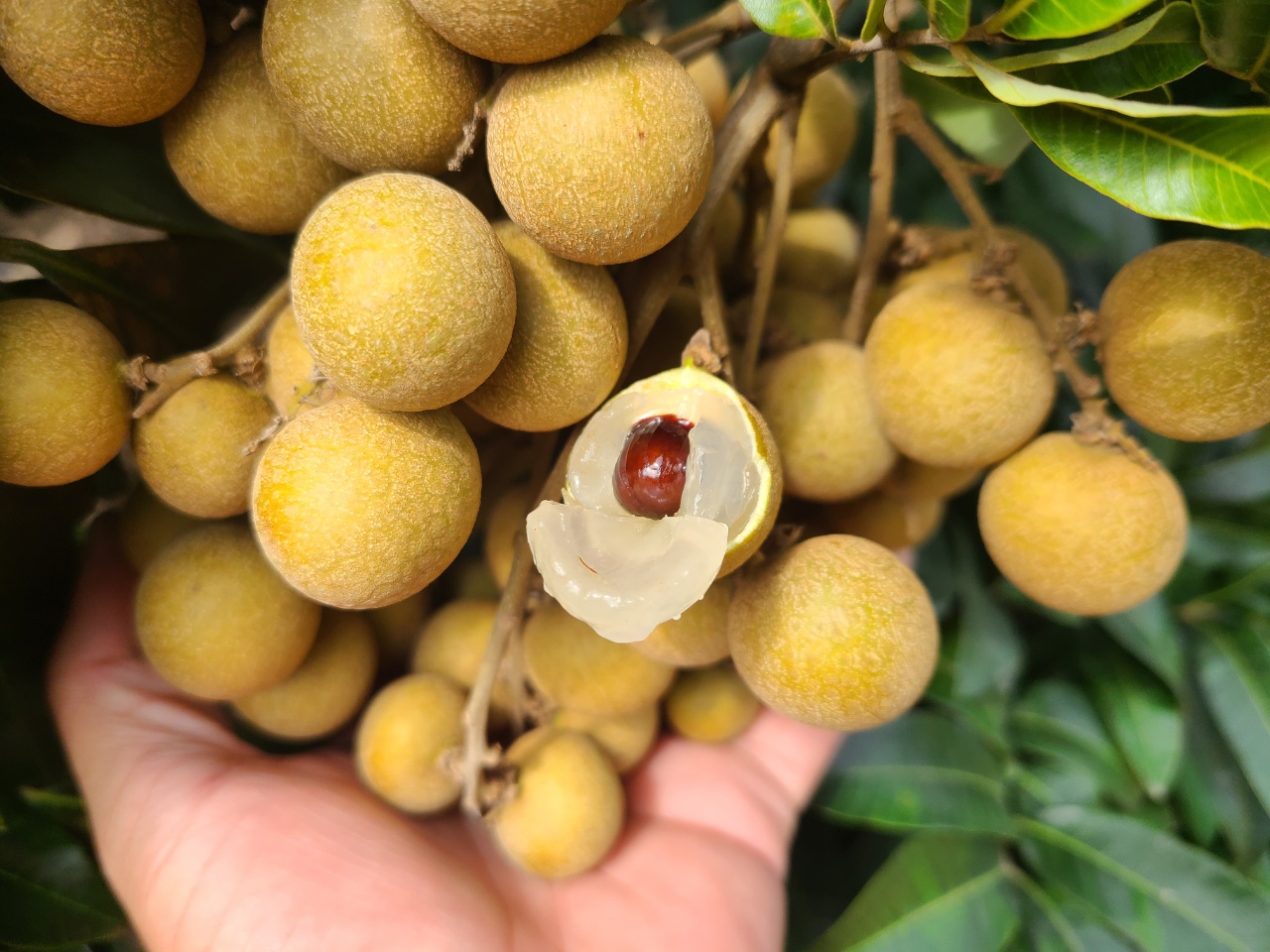 原产地现摘现发海南老树石硖龙眼 顺丰空运