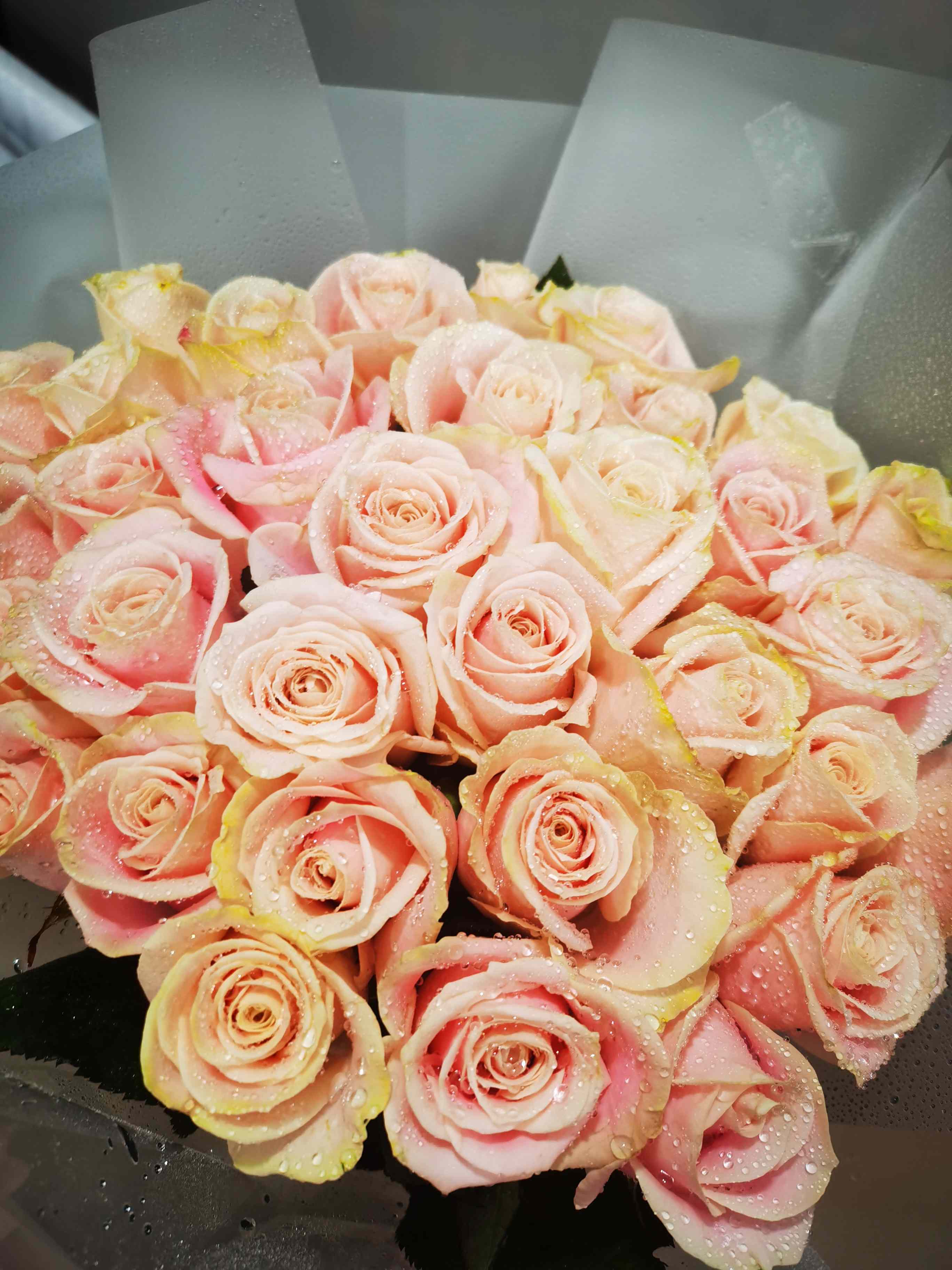 傲娇欲滴粉玫瑰白色细纱带彩灯飘逸而梦幻求婚纪念日生日追求者等场合