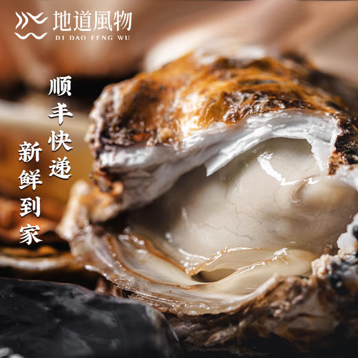 新鲜乳山生蚝 原产地直采 精选6两蚝王 丰腴肥美 入口嫩滑淡淡乳香 商品图11