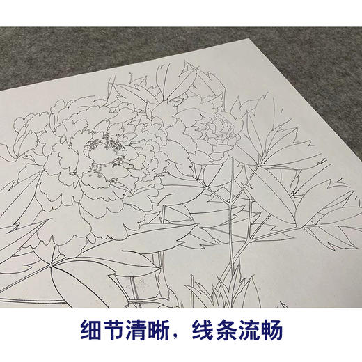 【无步骤】李长白工笔花鸟画白描底稿《白牡丹 》斗方小品册页-LB01 商品图4