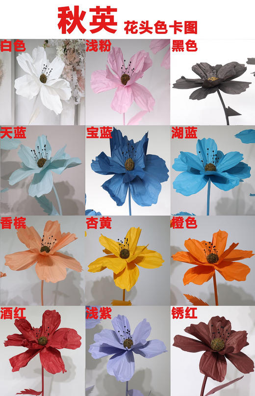 秋英（运费自理） 商品图14