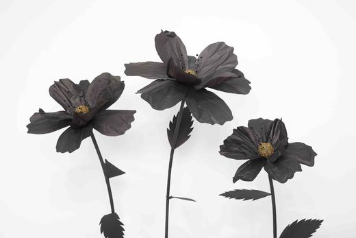 秋英（运费自理） 商品图13