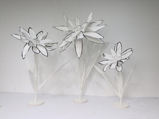 大丽花（运费自理） 商品图1