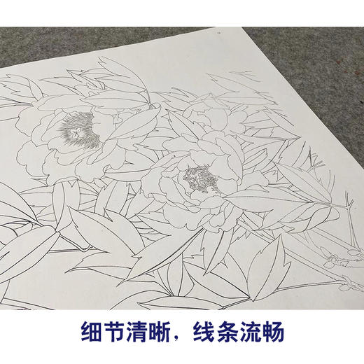【无步骤】李长白工笔花鸟画白描底稿《黄牡丹  》斗方小品册页-LB09 商品图4