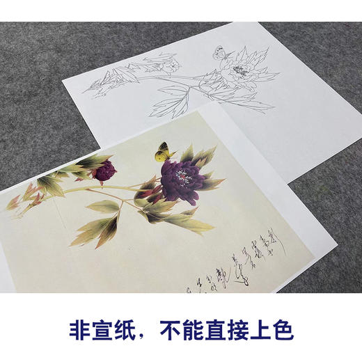 【无步骤】李长白工笔花鸟画白描底稿《碟恋花 》斗方小品册页-LB05 商品图2
