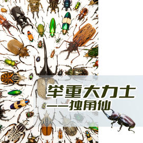 西北大学博物馆 |【举重大力士-甲虫】