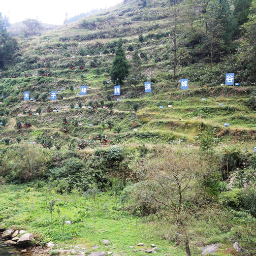🐝贵州深山特有的蜜源馈赠，纯野山花土蜂蜜，黄果树蜂园夫子蜂蜂蜜，自然成熟，波美度42度~500g 商品图5