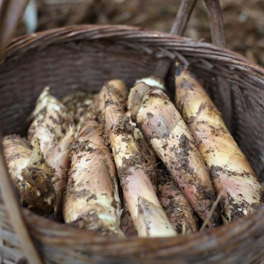 临安天目山 春笋特级4斤装带壳[福利品] 商品图3