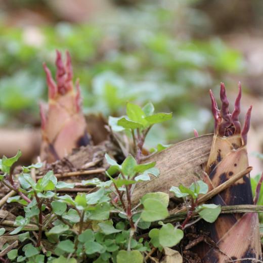 临安天目山 春笋特级4斤装带壳[福利品] 商品图1