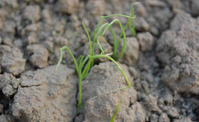 大葱种子应该如何挑选,什么样的种子适合当地种植