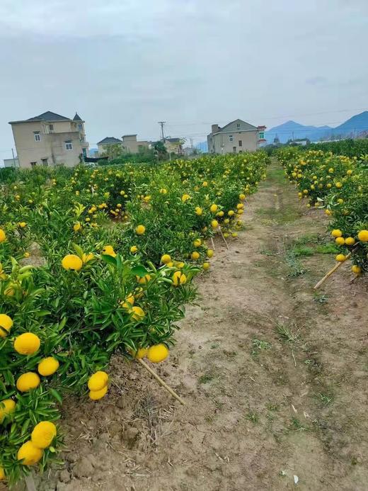 象山青 黄金贡柚品种 汁水丰盈 清甜爽口 不上火 净重5斤 商品图1