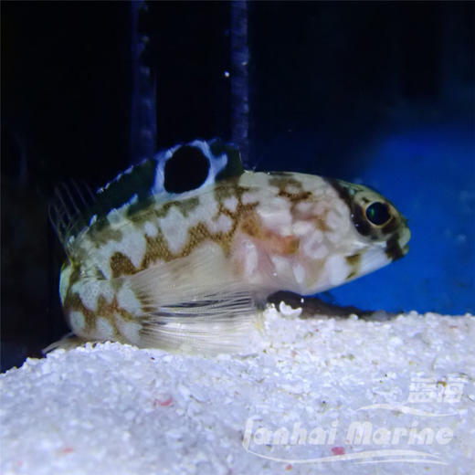 大头虾虎 商品图2