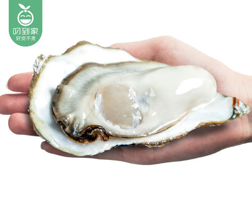 山东乳山生蚝（3＋）/1箱（8-10个，共1.5kg±100g）配蚝刀 商品图1