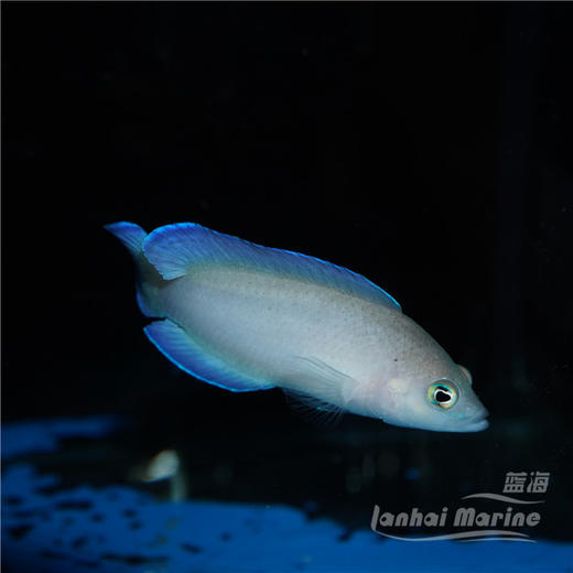 红点草莓 母 商品图5