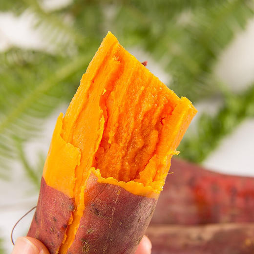 【河南西瓜红蜜薯】农家种植  香甜软糯  色泽金黄  蒸烤皆可 好吃又健康 5斤装 商品图0