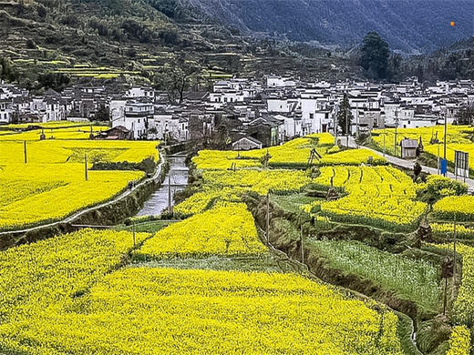 【婺源全景2日】中国最美乡村の赏江岭梯田油菜花-品徽州古村浓郁文化 商品图5
