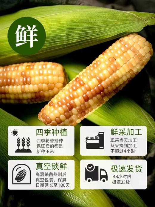 【版纳小玉米】软糯香甜，独立真空包装，加热即食 4斤/箱 商品图3