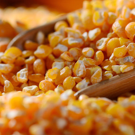 霁朗 玉米碴#500g/袋*5 商品图3