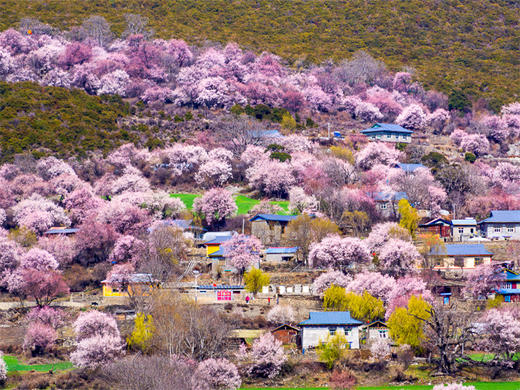3.28-4.6【川藏花开10天9晚】北京直发川西梨花-林芝桃花-波密桃花｜经典川藏318线 商品图9