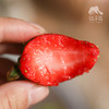 生态河北草莓 |合作生产 * Ecological strawberry | Coproduction 商品缩略图4