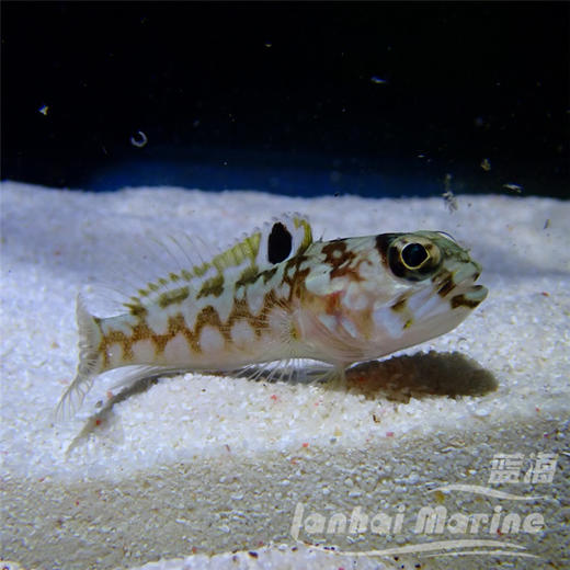 大头虾虎 商品图4