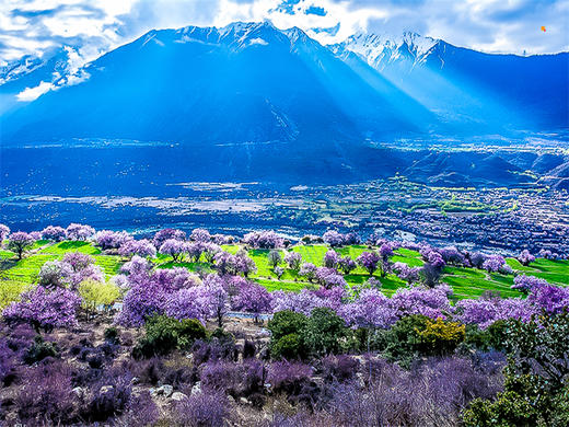 3.28-4.6【川藏花开10天9晚】北京直发川西梨花-林芝桃花-波密桃花｜经典川藏318线 商品图8