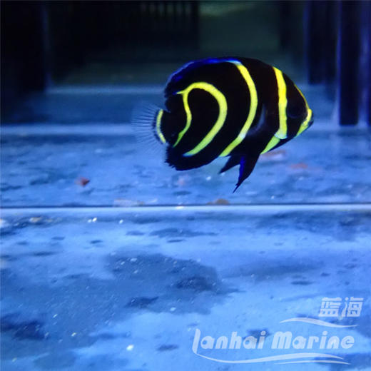 人工哥迪仙 商品图7