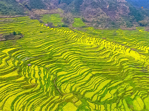 【婺源全景2日】中国最美乡村の赏江岭梯田油菜花-品徽州古村浓郁文化 商品图1