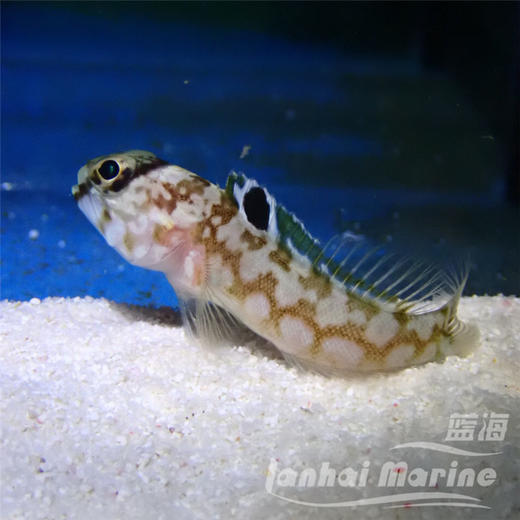 大头虾虎 商品图5