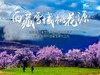 3.28-4.6【川藏花开10天9晚】北京直发川西梨花-林芝桃花-波密桃花｜经典川藏318线 商品缩略图1