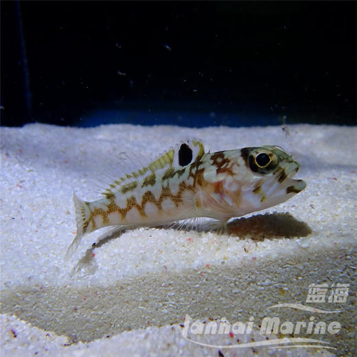 大头虾虎 商品图3