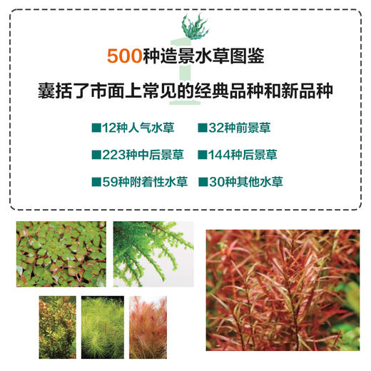 500种造景水草图鉴 水草造景设计书籍 专业水草图鉴书籍 水草缸造景 日本水草专家水草养殖经验书籍 各类水草在草缸中的应用技巧 商品图2