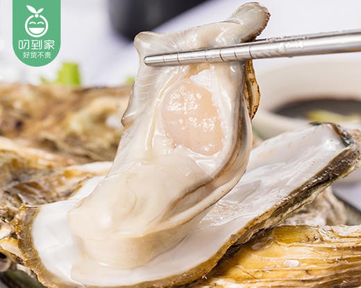 山东乳山生蚝（3＋）/1箱（8-10个，共1.5kg±100g）配蚝刀 商品图3