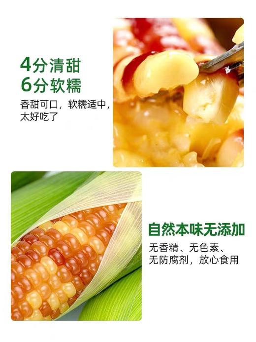 【版纳小玉米】软糯香甜，独立真空包装，加热即食 4斤/箱 商品图2