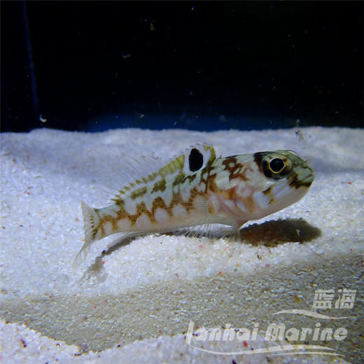 大头虾虎 商品图1