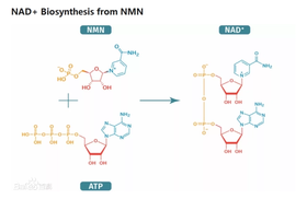  接近逆转衰老的新物质：NMN