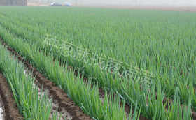 麦茬葱什么时候育苗什么时候移栽比较合适