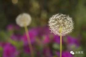 金银紫菊玫瑰花 陪你丙申过大运